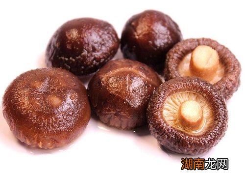 图片对比 平菇和蘑菇的区别