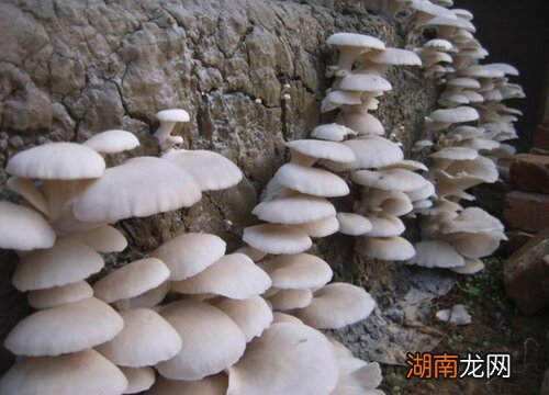 图片对比 平菇和蘑菇的区别