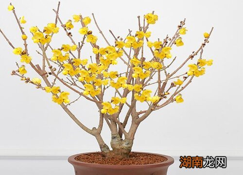 家庭摆放腊梅的寓意 家里放腊梅对风水好吗