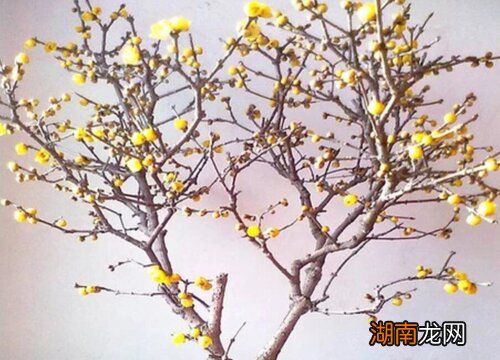 家庭摆放腊梅的寓意 家里放腊梅对风水好吗