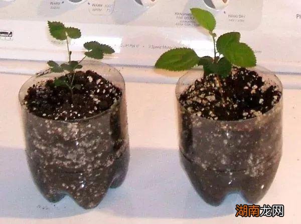 月季种子怎么处理才能发芽方法 月季种子可以直接种吗