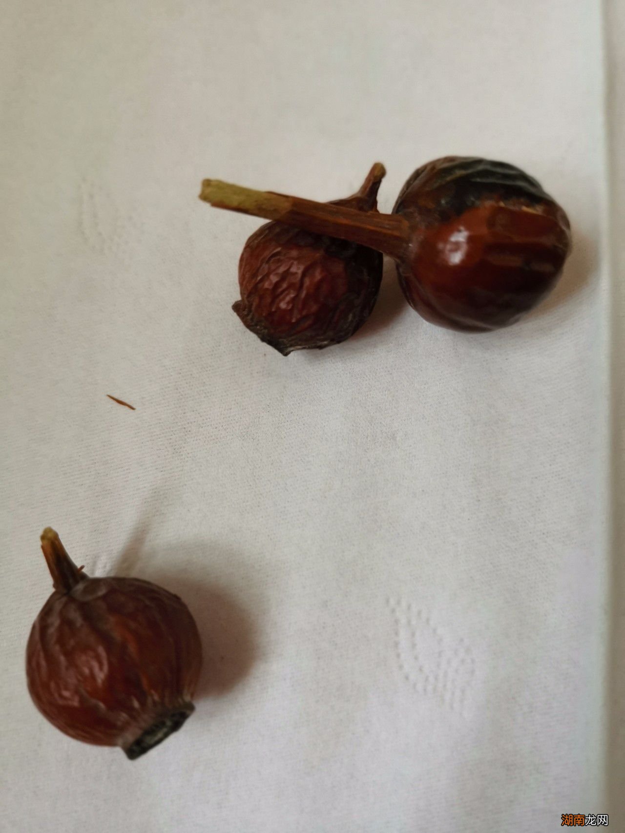 月季种子怎么处理才能发芽方法 月季种子可以直接种吗