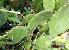 适合家里养殖的仙人掌品种名称 仙人掌有哪些品种类别