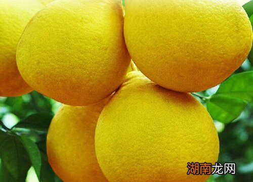 常山胡柚几月份上市