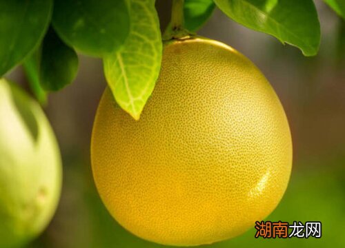 常山胡柚几月份上市