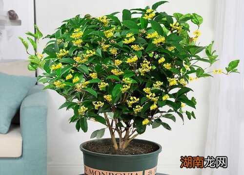 喜阳光的花卉桂花养护要点 桂花需要阳光吗