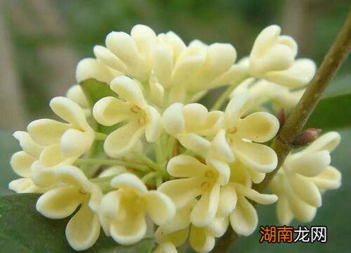 喜阳光的花卉桂花养护要点 桂花需要阳光吗