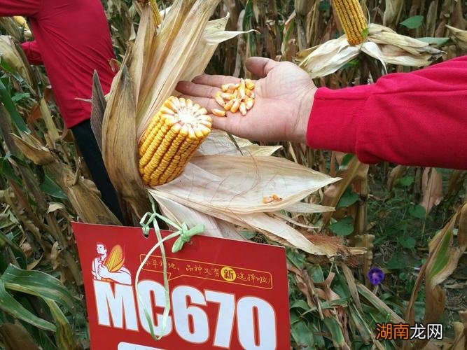 mc67o玉米种子特性 mc670玉米品种简介