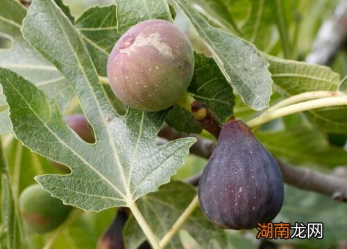 室内阳台适合种什么果树吉利风水好