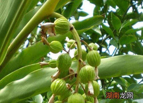 砂仁种植技术以及管理方法与要点
