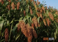 对比有什么区别 糯高粱和红高粱哪个酿酒好