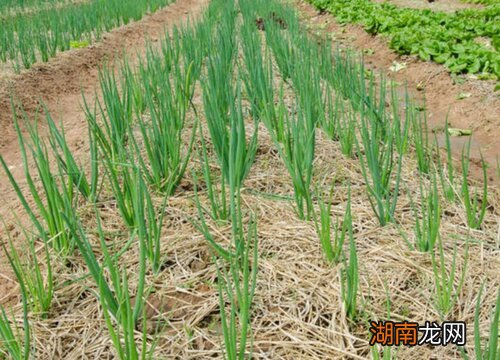 大葱几月份移栽最好 栽葱的步骤和方法