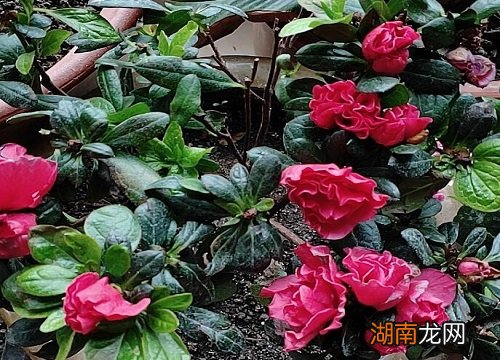 浇发酵的淘米水正确方法 杜鹃花用淘米水浇可以吗