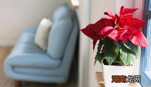 客厅不能放假花吗?风水上有什么不好