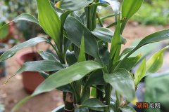 请教高手需要剪短吗 富贵竹长得高可以掐尖吗