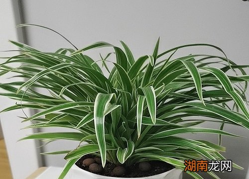 新长出的小吊兰移栽方法 剪下来的小吊兰怎么种植能种活