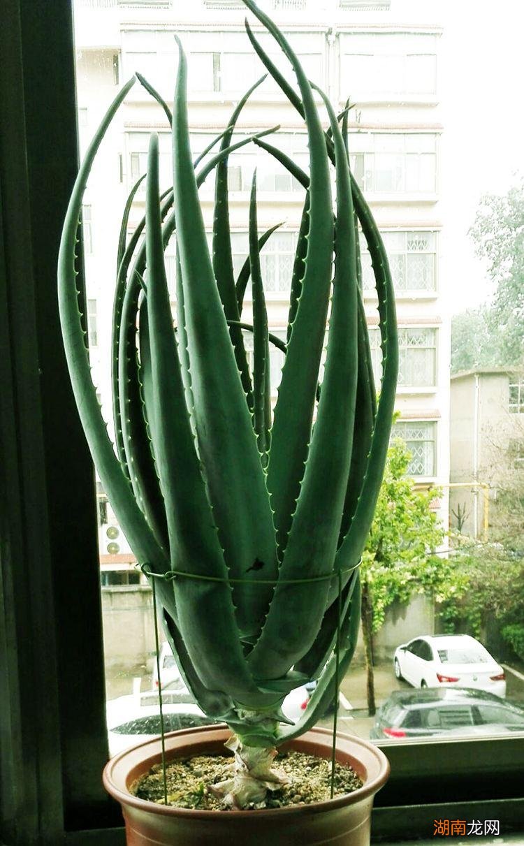 从风水角度看如何选 卧室种什么植物最好净化空气