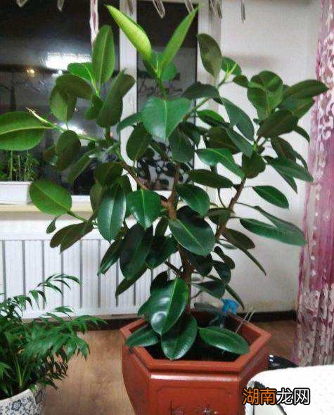 从风水角度看如何选 卧室种什么植物最好净化空气