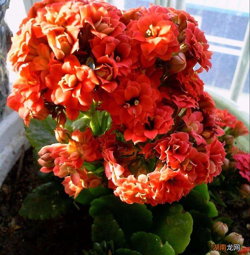 从风水角度看如何选 卧室种什么植物最好净化空气