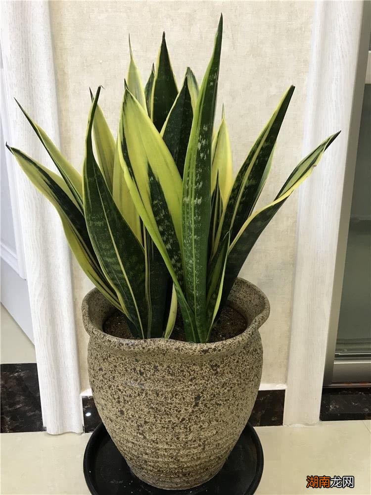 从风水角度看如何选 卧室种什么植物最好净化空气