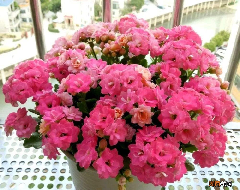 从风水角度看如何选 卧室种什么植物最好净化空气