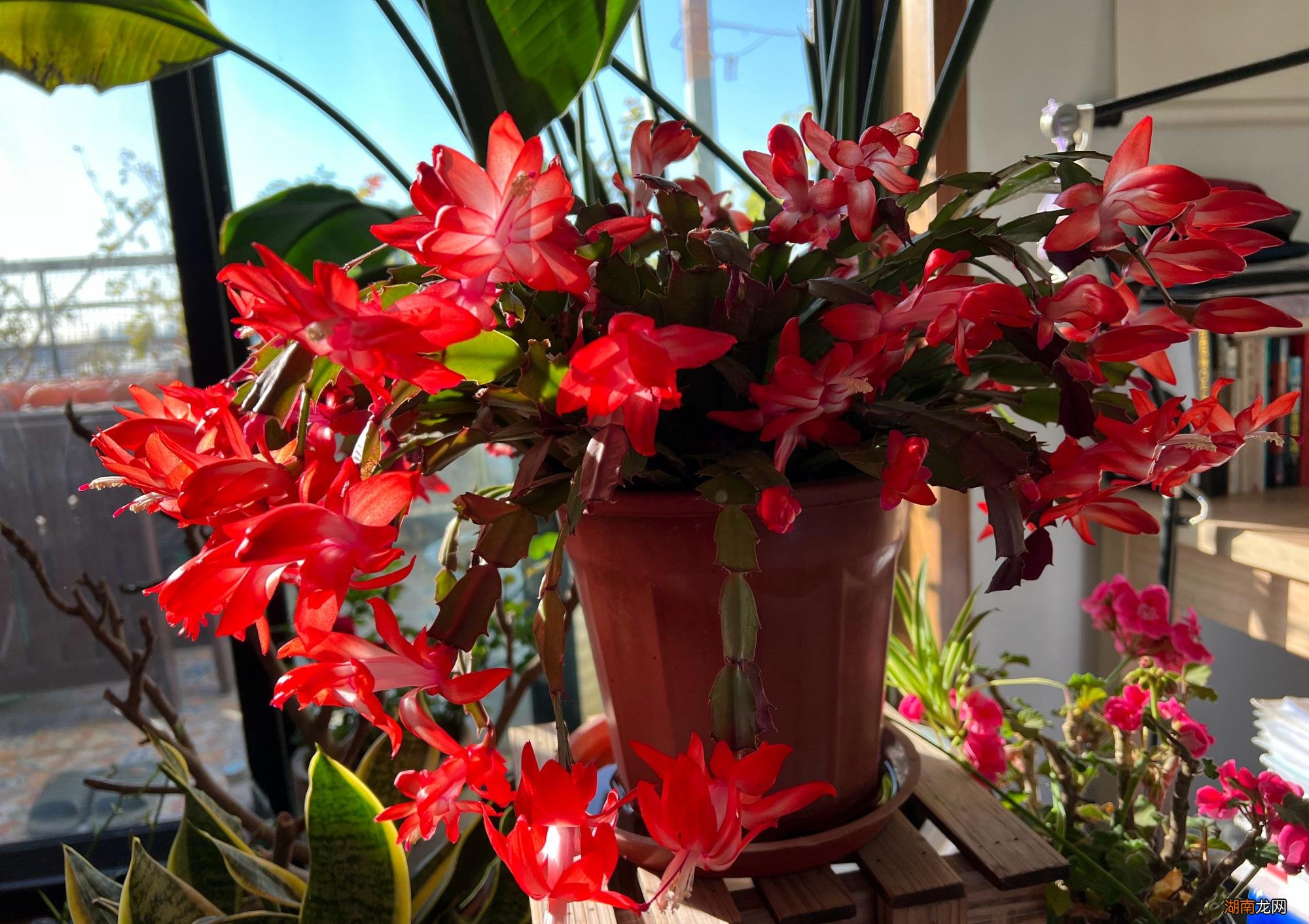 从风水角度看如何选 卧室种什么植物最好净化空气