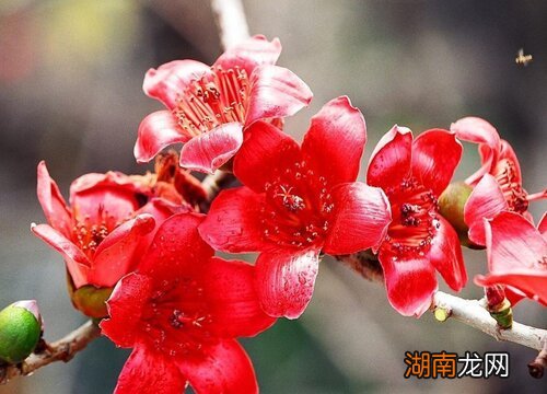 颜色气味是什么样的 木棉花的样子描写简单