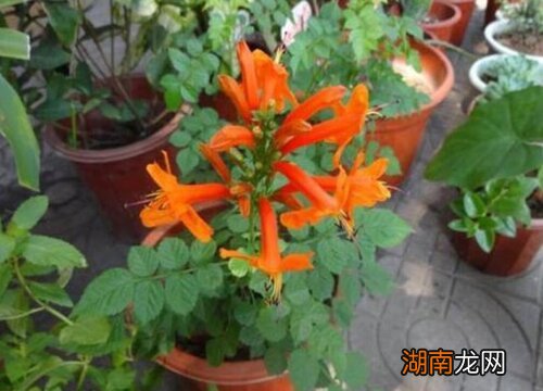 凌霄花栽种方法与要点 凌霄花什么时候移栽最合适