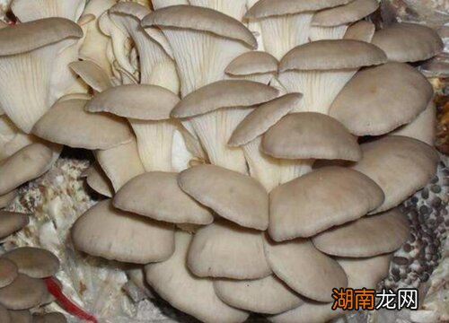 平菇坏了还能吃吗 平菇坏了是什么样图片