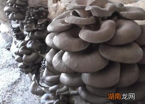 平菇坏了还能吃吗 平菇坏了是什么样图片