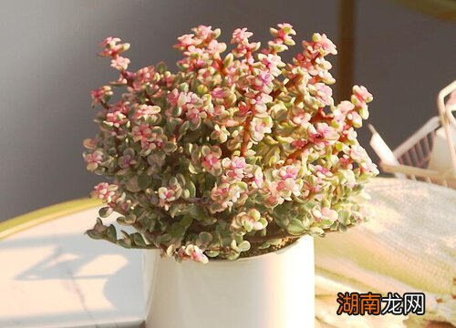 金枝玉叶寓意是什么意思和象征