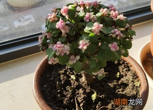 金枝玉叶寓意是什么意思和象征