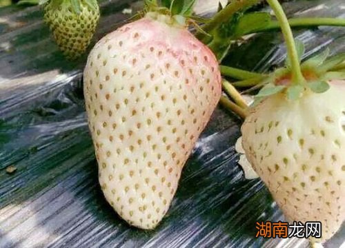 白色草莓叫什么名字多少钱一斤