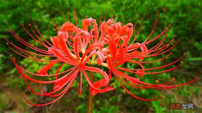 红色彼岸花的花语含义 彼岸花寓意什么意思