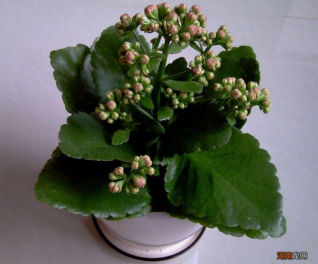 长寿花的养殖方法技巧和注意事项大全