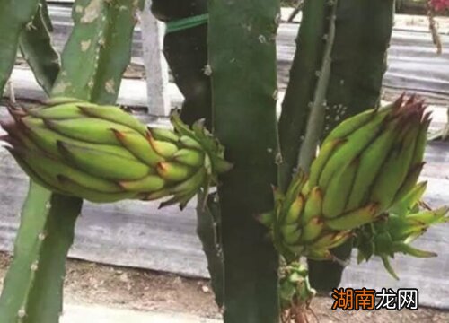 如何种植火龙果苗才结果多