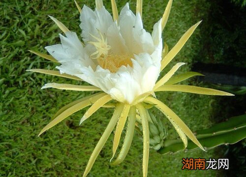 如何种植火龙果苗才结果多