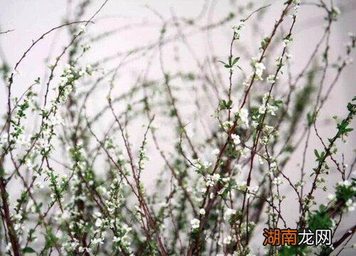 家里水养干枝雪柳的方法 干枝雪柳怎么水培种植