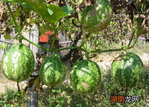 瓜蒌种植技术及施肥技术方法