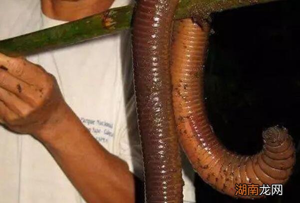 世界最大的蚯蚓最早是在哪被发现的