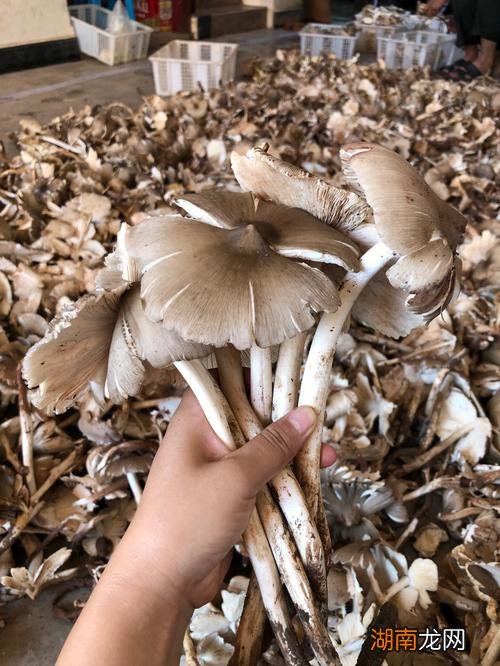 食用蘑菇种类大全及图片及名称