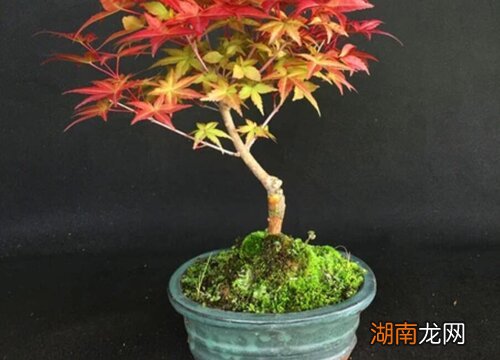 图片 枫树的样子和特点描写)