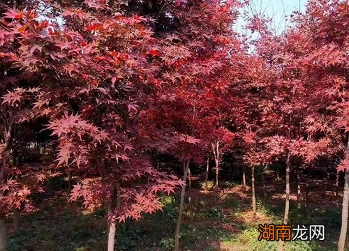 图片 枫树的样子和特点描写)