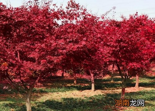 图片 枫树的样子和特点描写)