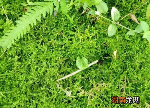 哪些盆栽适合放苔藓 苔藓可以拌土里养花吗