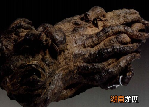 奇楠沉香分布在哪些地方 正宗奇楠沉香产自哪里