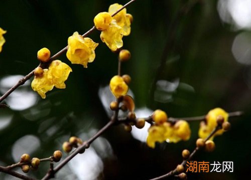 关于腊梅代表的花语介绍 腊梅寓意和象征意义