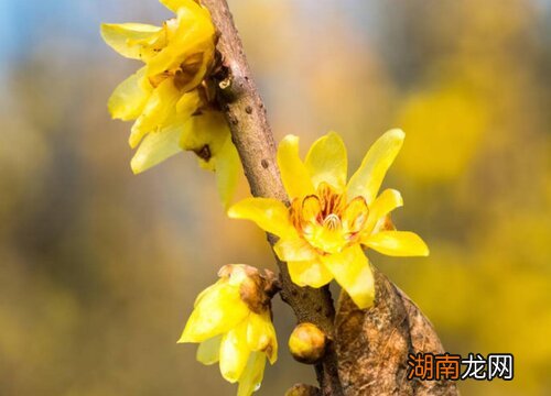 关于腊梅代表的花语介绍 腊梅寓意和象征意义