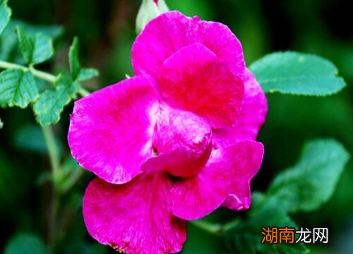 玫瑰花的种植方法及养护技巧 刺玫瑰花怎么养殖方法