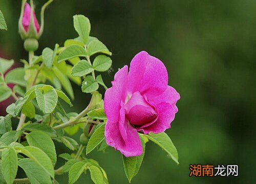 玫瑰花的种植方法及养护技巧 刺玫瑰花怎么养殖方法